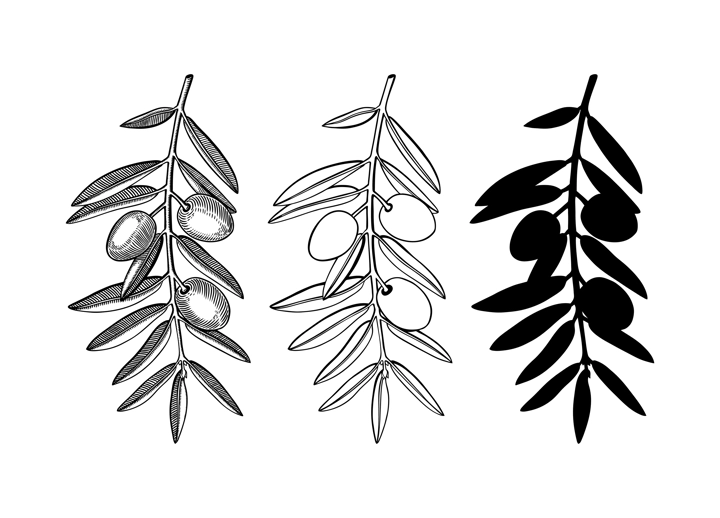 Hand drawn olive branches set. Decorative twigs with leaves and fruits in engraved, silhouette and line art style. Botanical illustration of popular Italian or Greek plant.